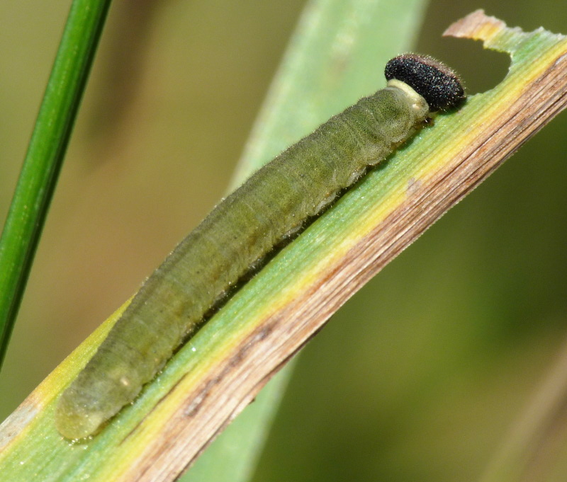 Bruco da identificare - Ochlodes sylvanus